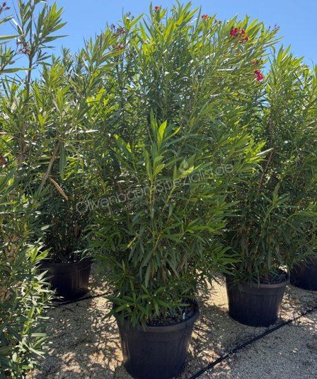 Oleander kaufen Nerium oleander