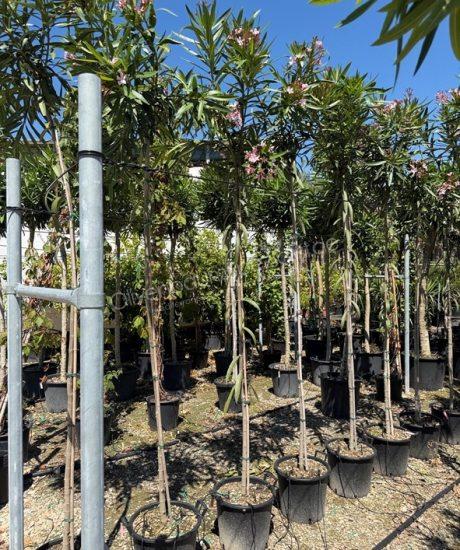 Nerium oleander kaufen Oleander Hochstamm