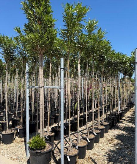 Nerium oleander kaufen Oleander Hochstamm