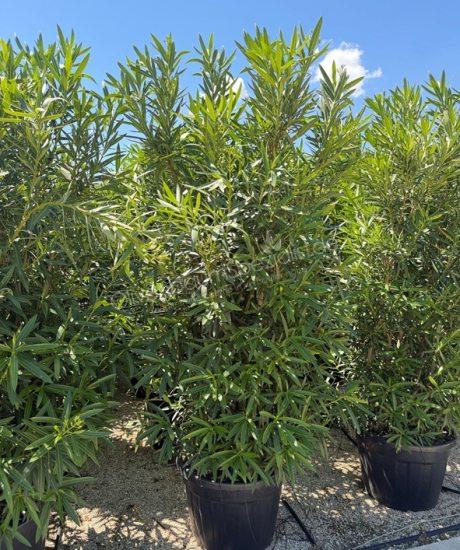 Oleander kaufen Nerium oleander