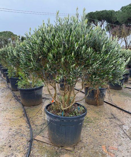 Toskanischer Olivenbaum kaufen