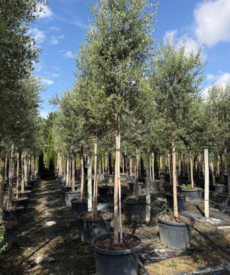 Toskanischer Olivenbaum Hochstamm Olea europaea