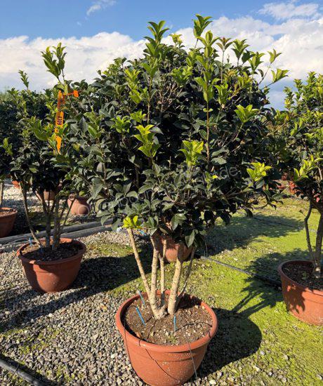 Osmanthus aquifolium Mehrstamm kaufen Stachelblättrige Duftblüte