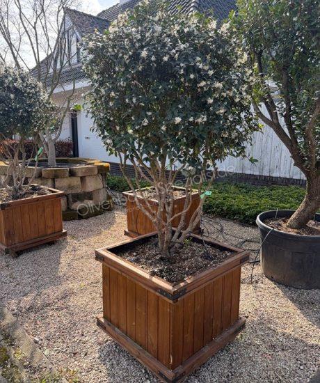 Osmanthus burkwoodii Mehrstamm kaufen Frühlingsduftblüte