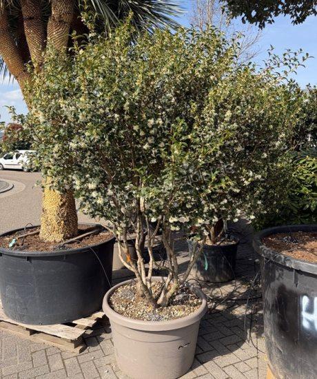 Osmanthus burkwoodii Mehrstamm kaufen Frühlingsduftblüte