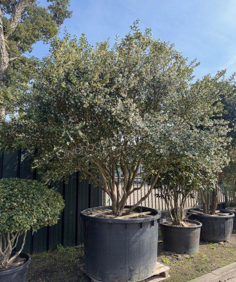 Osmanthus burkwoodii Mehrstamm kaufen Frühlingsduftblüte