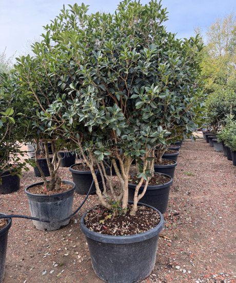 Stachelblättrige Duftblüte kaufen Osmanthus heterophyllus