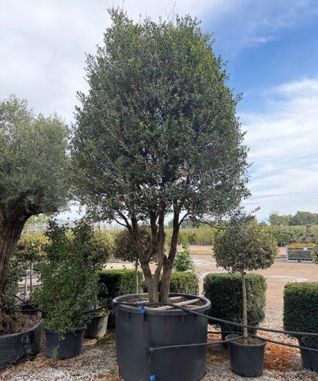 Stachelblättrige Duftblüte Mehrstamm kaufen Osmanthus heterophyllus