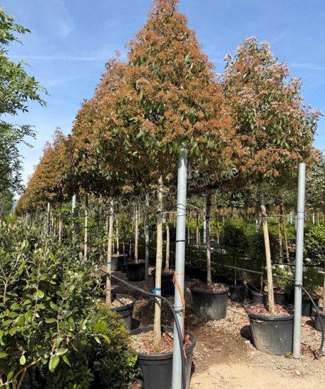 Glanzmispel Hochstamm kaufen Photinia fraseri 'Red Robin'