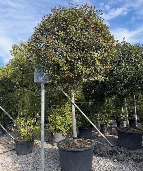 Glanzmispel Hochstamm Photinia fraseri 'Red Robin'