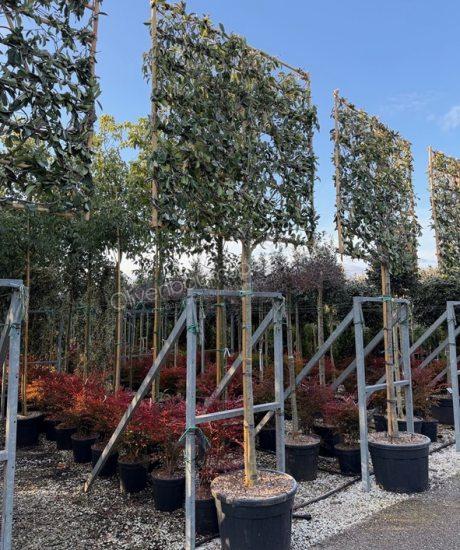 Glanzmispel Spalierbaum Photinia fraseri 'Red Robin'