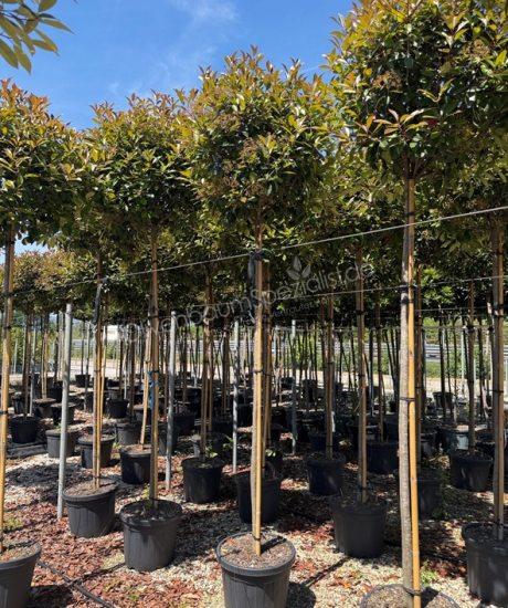 Photinia fraseri 'Red Robin' Hochstamm kaufen Glanzmispel