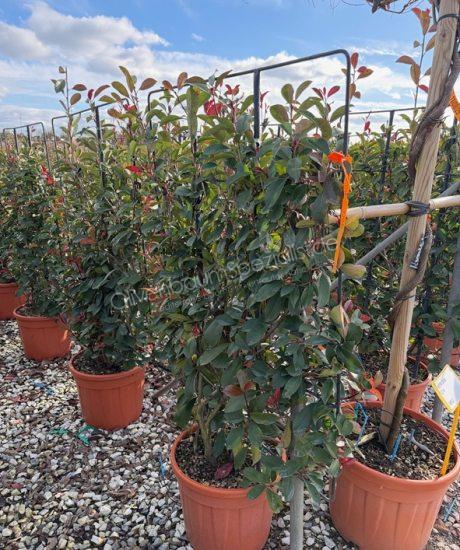 Glanzmispel Bodenspalier Photinia fraseri 'Red Robin'