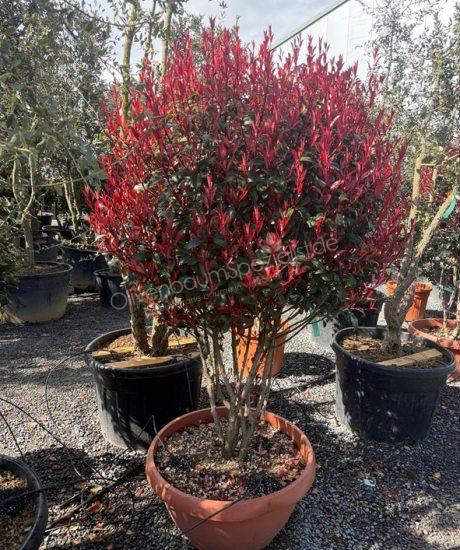 Photinia fraseri 'Robusta Compacta' Mehrstämmig kaufen Glanzmispel