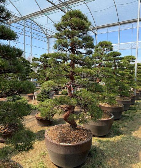 Pinus densiflora Bonsai kaufen