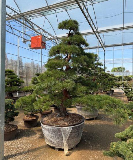 Pinus densiflora Bonsai kaufen