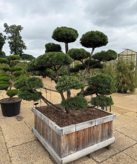 Pinus mugo 'Gnom' Bonsai kaufen