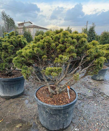 Pinus mugo 'Peterlee' Mehrstamm kaufen