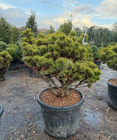 Pinus mugo 'Peterlee' Mehrstamm