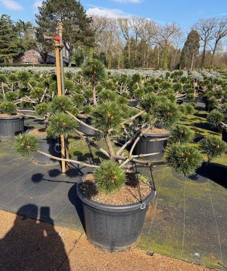 Pinus nigra 'Brepo' bonsai kaufen
