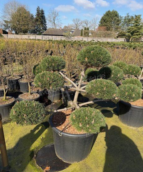 Pinus nigra 'Brepo' bonsai kaufen