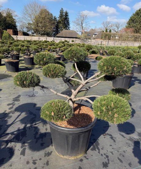 Pinus nigra 'Brepo' bonsai kaufen