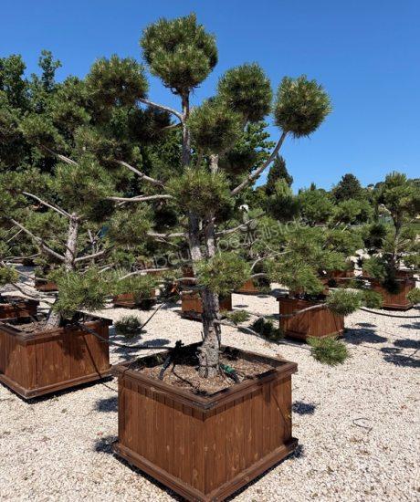 Pinus nigra Bonsai kaufen