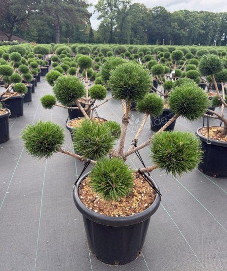 Pinus nigra 'Brepo' bonsai kaufen