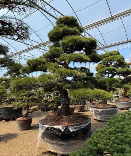 Pinus parviflora Bonsai kaufen