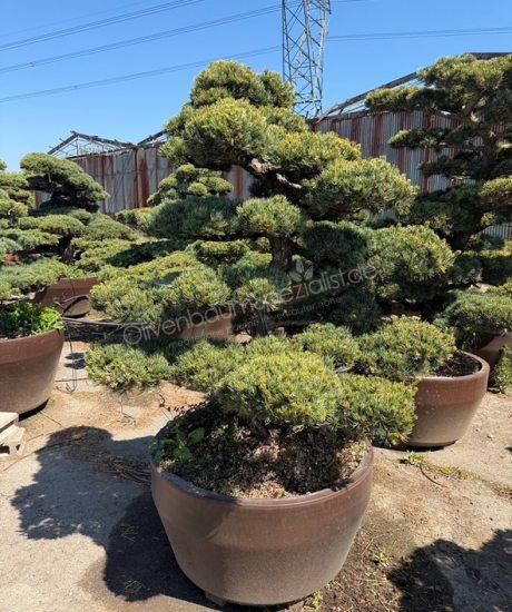 Pinus pentaphylla Bonsai kaufen