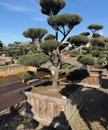 Pinus sylvestris 'Norsky' Bonsai kaufen