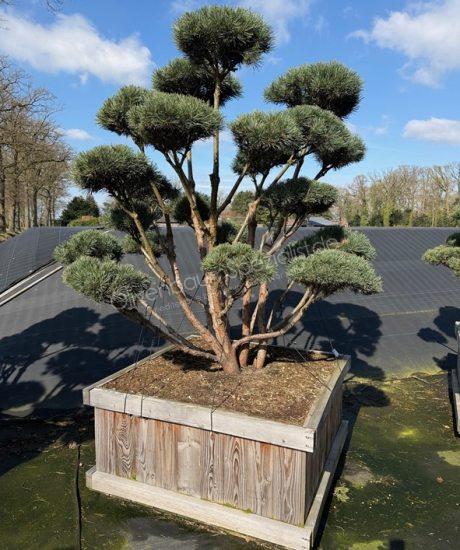 Pinus sylvestris 'Watereri' Bonsai kaufen