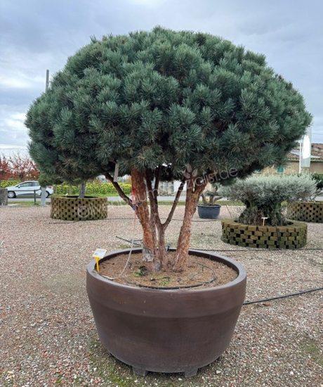 Pinus sylvestris 'Watereri' Mehrstamm kaufen