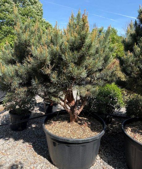 Pinus sylvestris 'Watereri' Mehrstamm kaufen