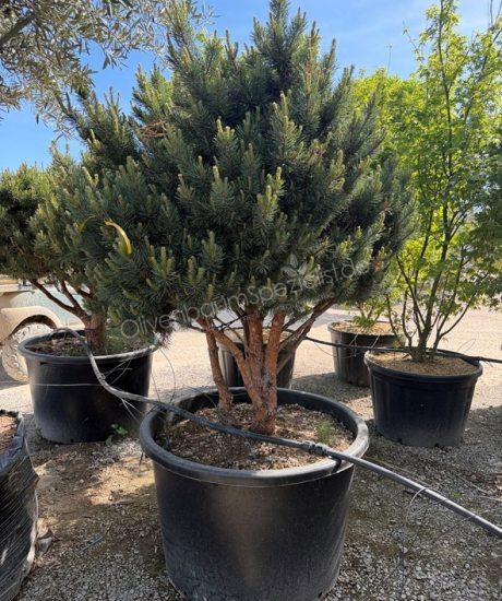 Pinus sylvestris 'Watereri' Mehrstamm kaufen