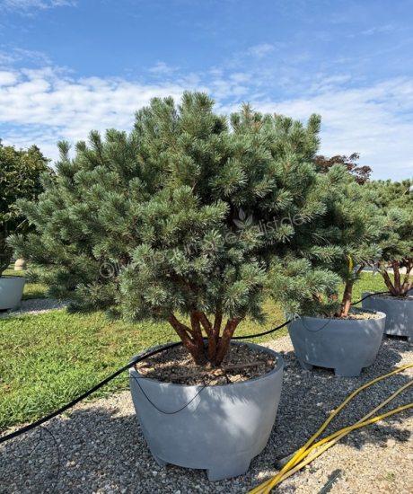 Pinus sylvestris 'Watereri' Mehrstamm kaufen
