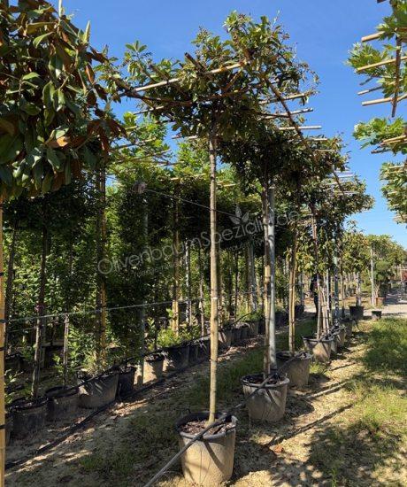 Prunus laurocerasus dachform kaufen
