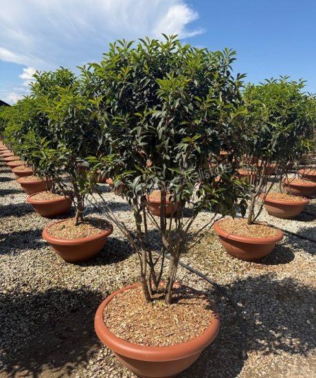 Prunus lusitanica 'Angustifolia' Mehrstämmig kaufen Portugiesischer Kirschlorbeer