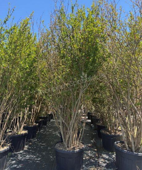 Punica granatum - Granatapfelbaum - Granatapfelstrauch Kaufen