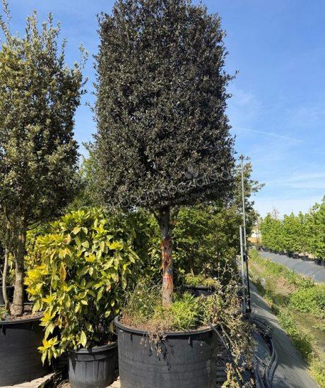 Quercus Ilex Halbstamm Steineiche