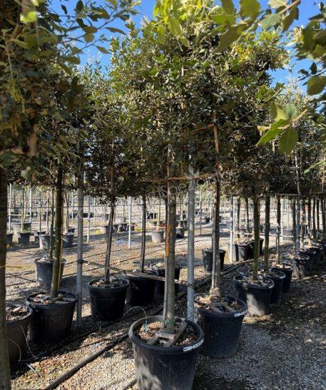 Steineiche Spalierbaum Quercus Ilex