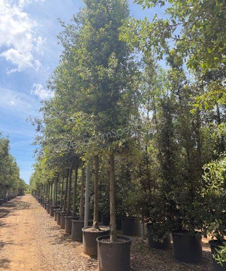 Quercus Ilex Zylinderkrone Steineiche