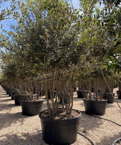 Quercus Ilex Mehrstamm Steineiche
