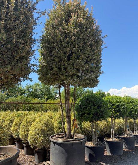 Steineiche Mehrstamm Quercus Ilex