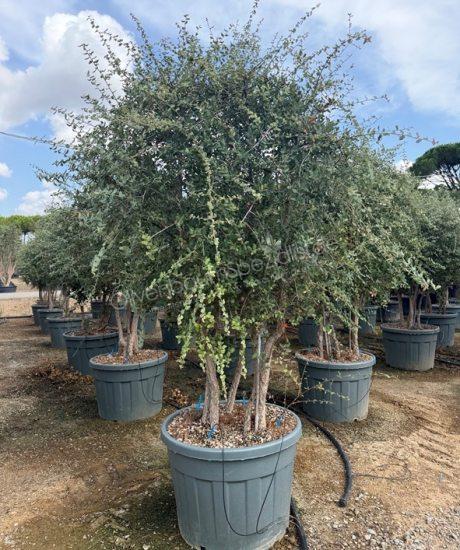 Quercus suber Mehrstammig mit Schirmkrone kaufen Korkeiche