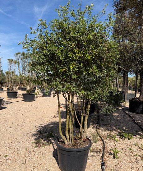 Quercus suber Mehrstammig mit Schirmkrone kaufen Korkeiche