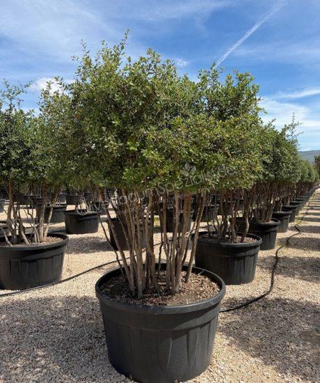 Quercus suber Mehrstammig mit Schirmkrone kaufen Korkeiche