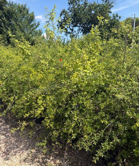 Quercus Suber Strauchform kaufen Korkeiche