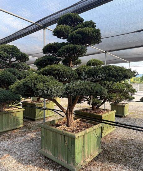 Taxus cuspidata Bonsai kaufen