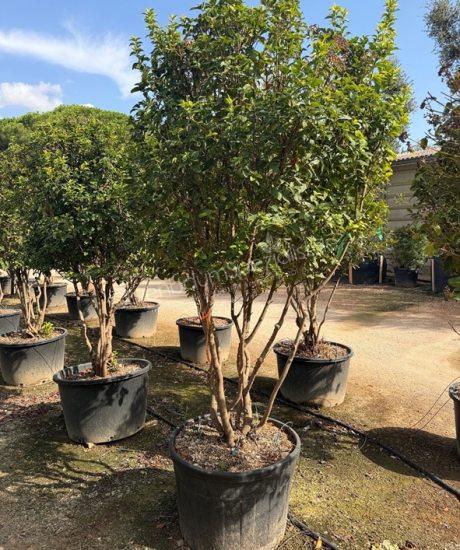 Viburnum tinus Mehrstammig kaufen Mittelmeer Schneeball